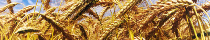 Harvest in Pelagonija despite floods receive currently satisfactory results