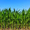 Посевите на пченка засеани со АС Хибриди одлично напредуваат